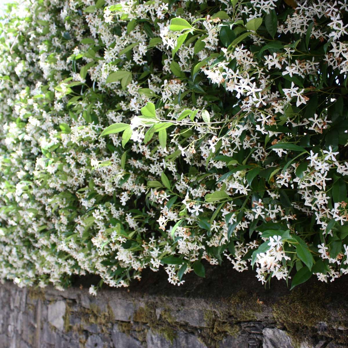 Oasis of Life - Wholesale Live Plant - Star Jasmine – 3 Plants – Trachelospermum jasminoides – Height 25–40cm – Ø9cm – Evergreen Climbing Plant with Fragrant White Flowers – Hardy & Easy to Care for – For Garden, Terrace & Balcony1