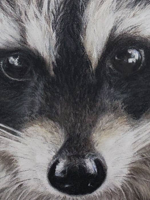 Raccoon Fine Art Giclee Print 'Little Bandit' for wholesale by Crystal Clarke Animal Art