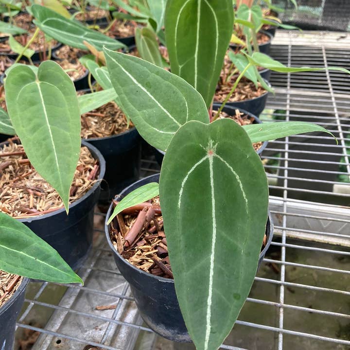 Anthurium "Red Spider" | Rare Houseplant for wholesale by OrchidBox