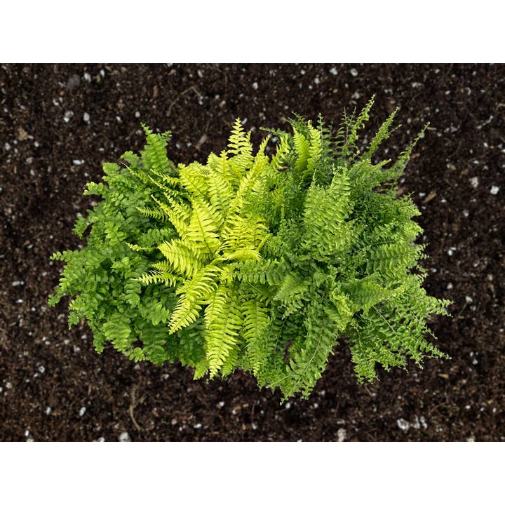 Central Florida Ferns & Foliage - Wholesale Live Plant - 6" Boston Fern Assortment – Curated Indoor Fern Collection1