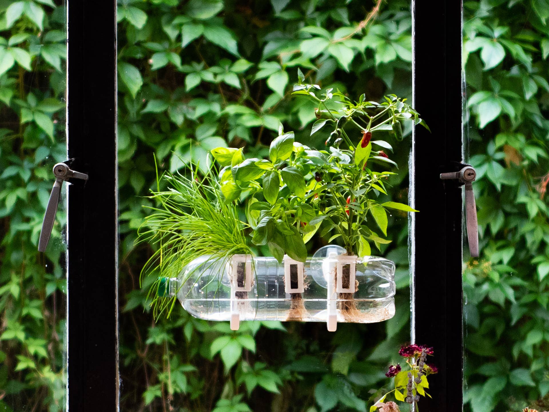 Shroot: Kabloom Seedboms – wholesale Plant seeds – The Bottle Farm - Hydroponic Garden Grow Herbs & Vegetables3