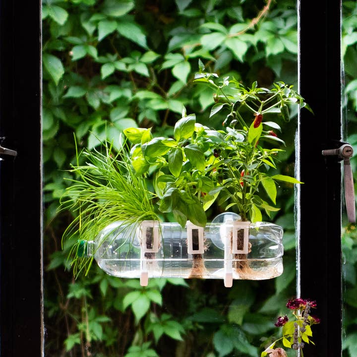 Shroot: Kabloom Seedboms – wholesale Plant seeds – The Bottle Farm - Hydroponic Garden Grow Herbs & Vegetables3