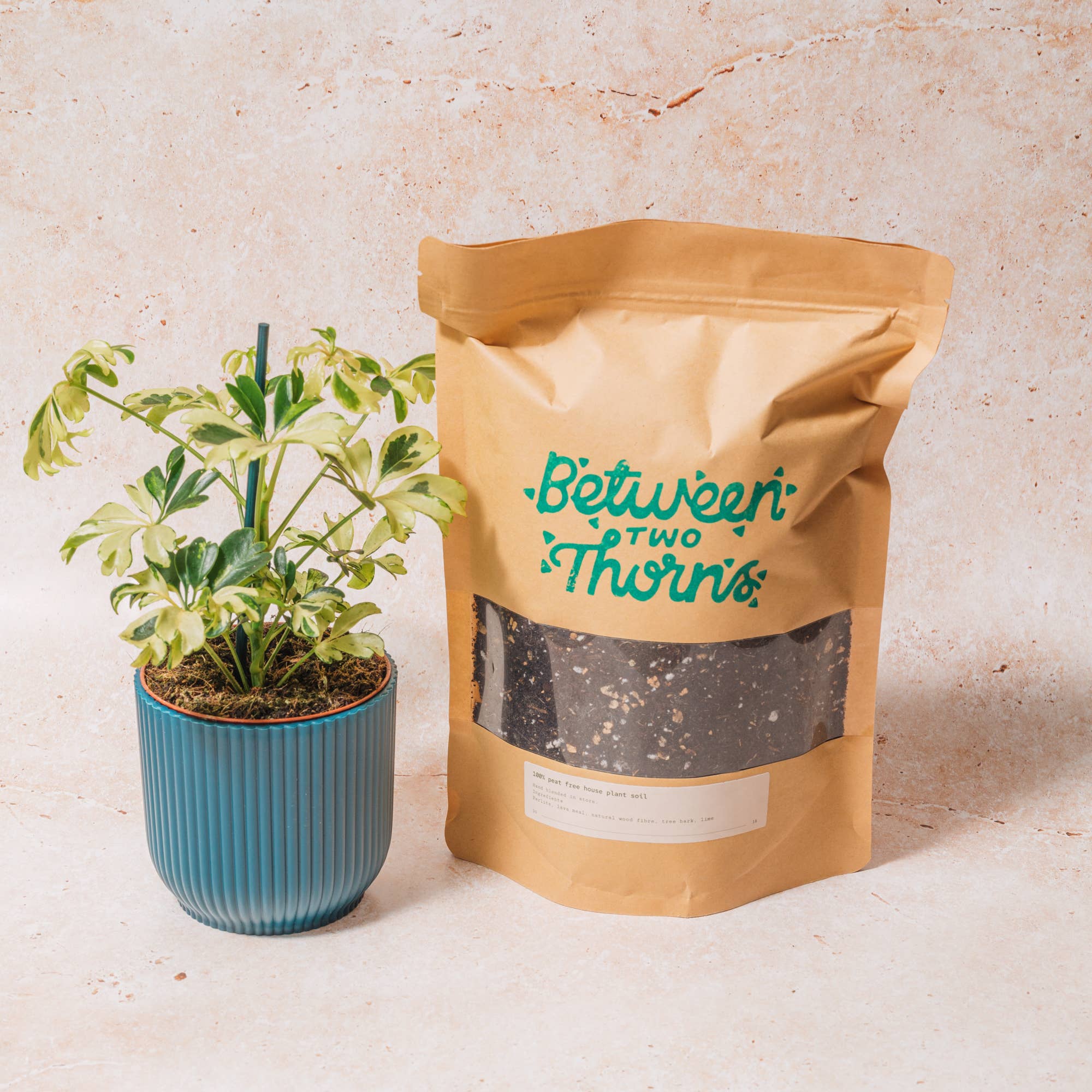 Between Two Thorns – wholesale Planting/potting soil – Peat- Free Houseplant Soil With Substrates 0