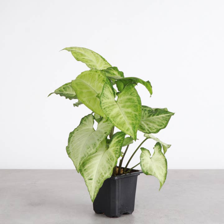 Thorsen's Greenhouse - Wholesale Live Plant - Assorted Butterfly Syngonium - Live Plant