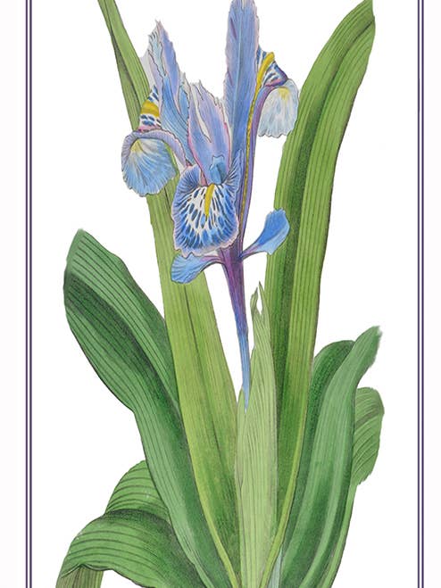 Riproduzione Iris-Antique/cartolina vuota per la vendita all'ingrosso da parte di Something To Write Home About