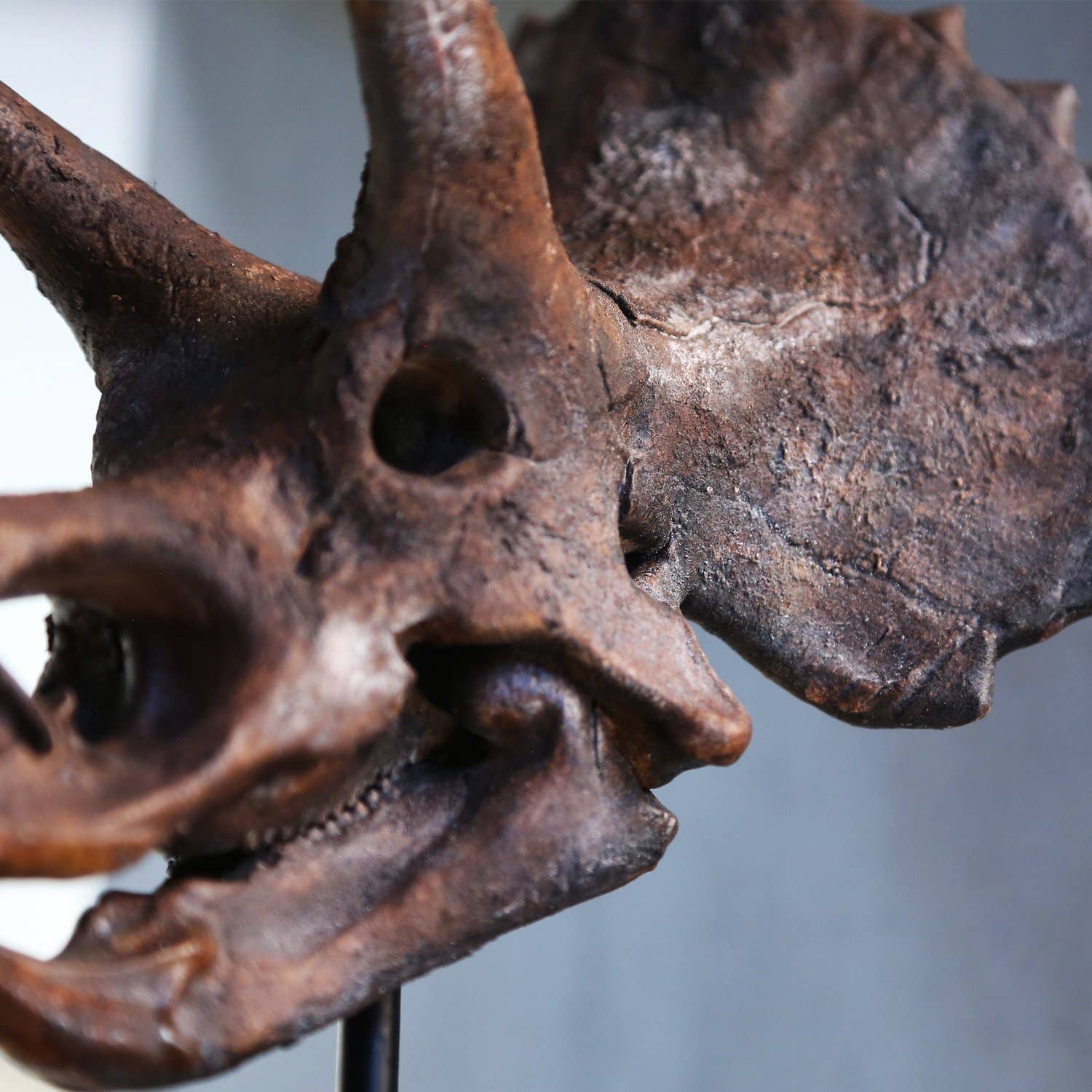 Curated Studio - Venta al por mayor Figura decorativa - Estatua Pintada de Cráneo de Triceratops - Dinosaurios, Regalos Para Él2