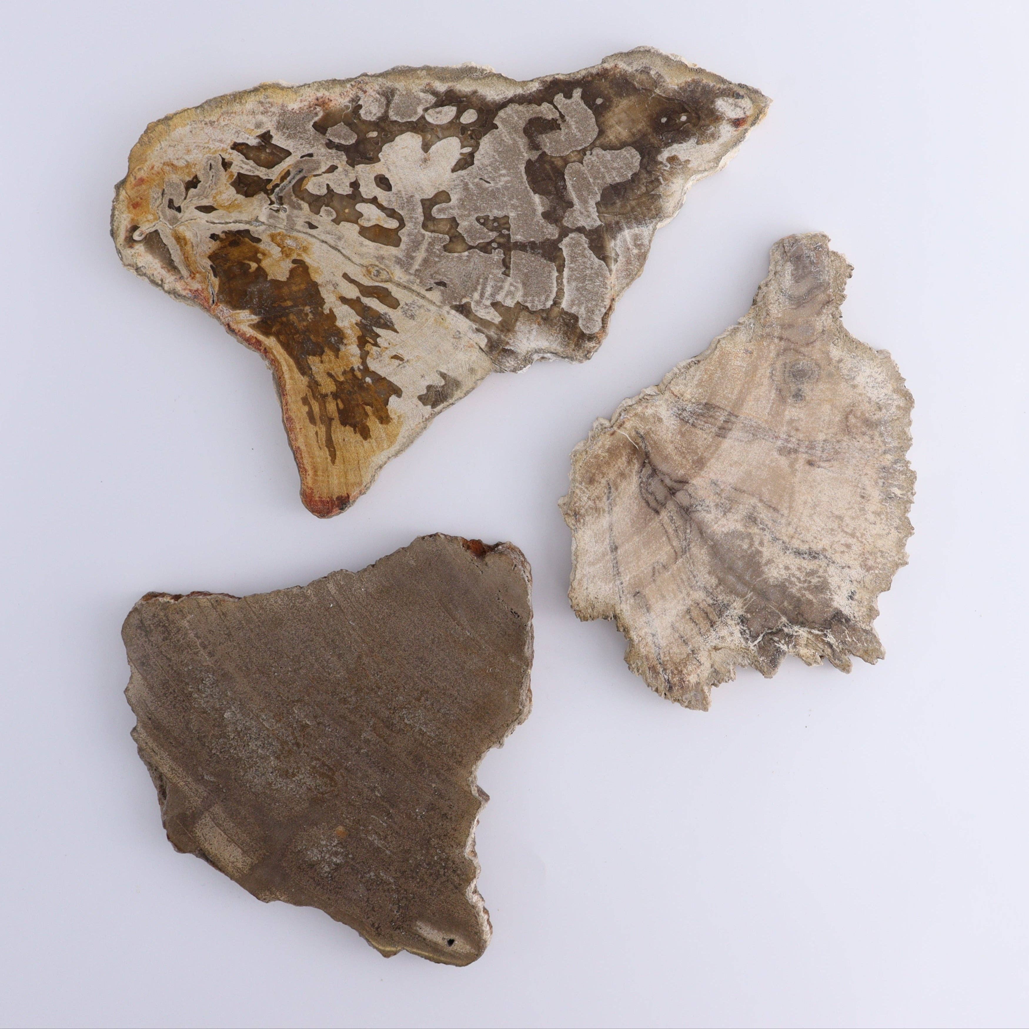 Mi Esperanza Minerals - Wholesale Spiritual Stone/Crystal - Petrified Wood Slices & Slabs Set of 30