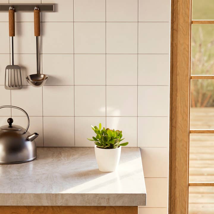 Lively Root - Wholesale Live Plant - Jade Plant4