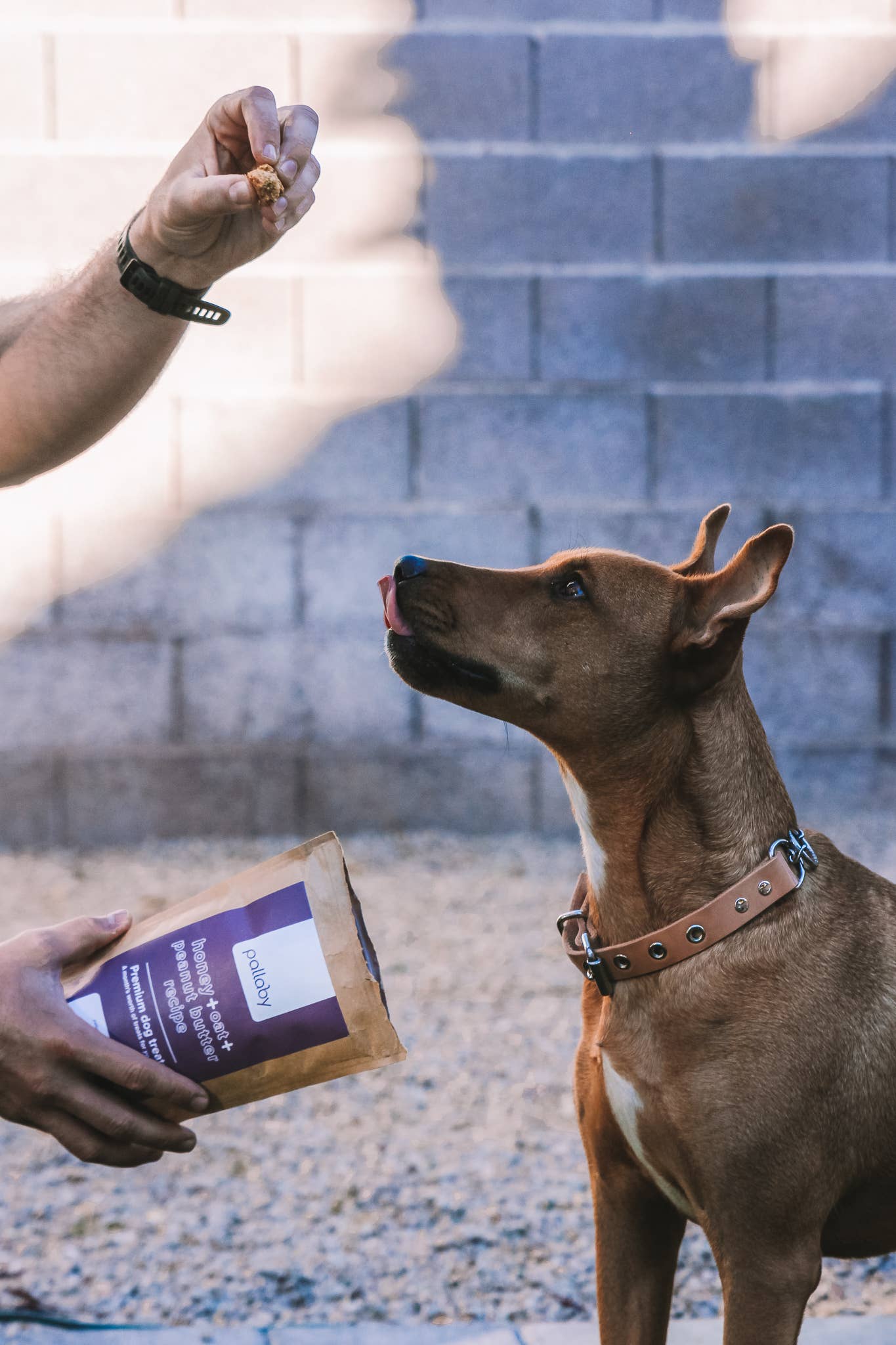 pallaby - Wholesale Pet Treats - Dog - healthy baked dog treats – Natural Honey, Oat, Peanut Butter6