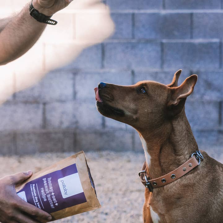 pallaby - Wholesale Pet Treats - Dog - healthy baked dog treats – Natural Honey, Oat, Peanut Butter6