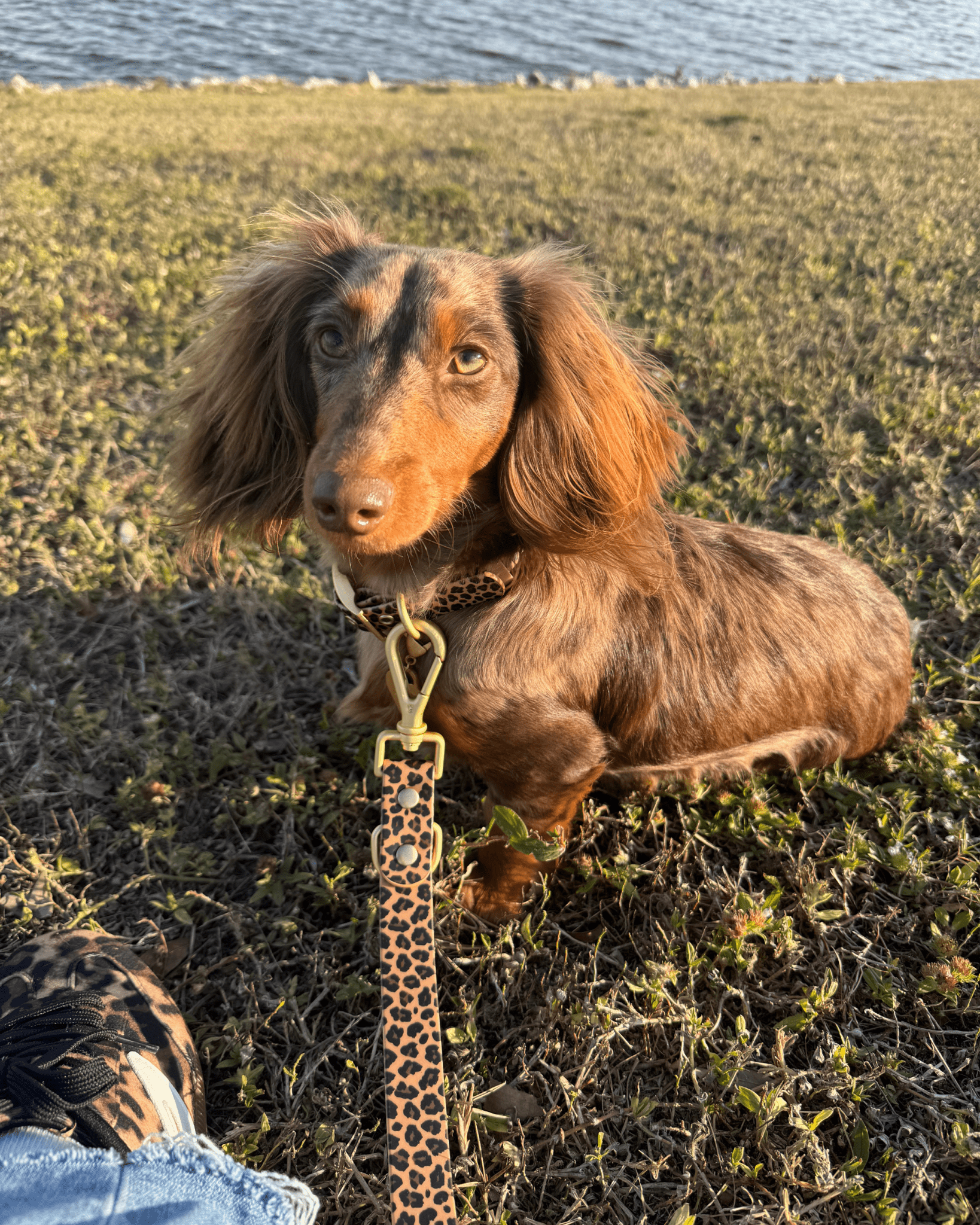 Wander! Waterproof Collar Leopard for wholesale on Faire3