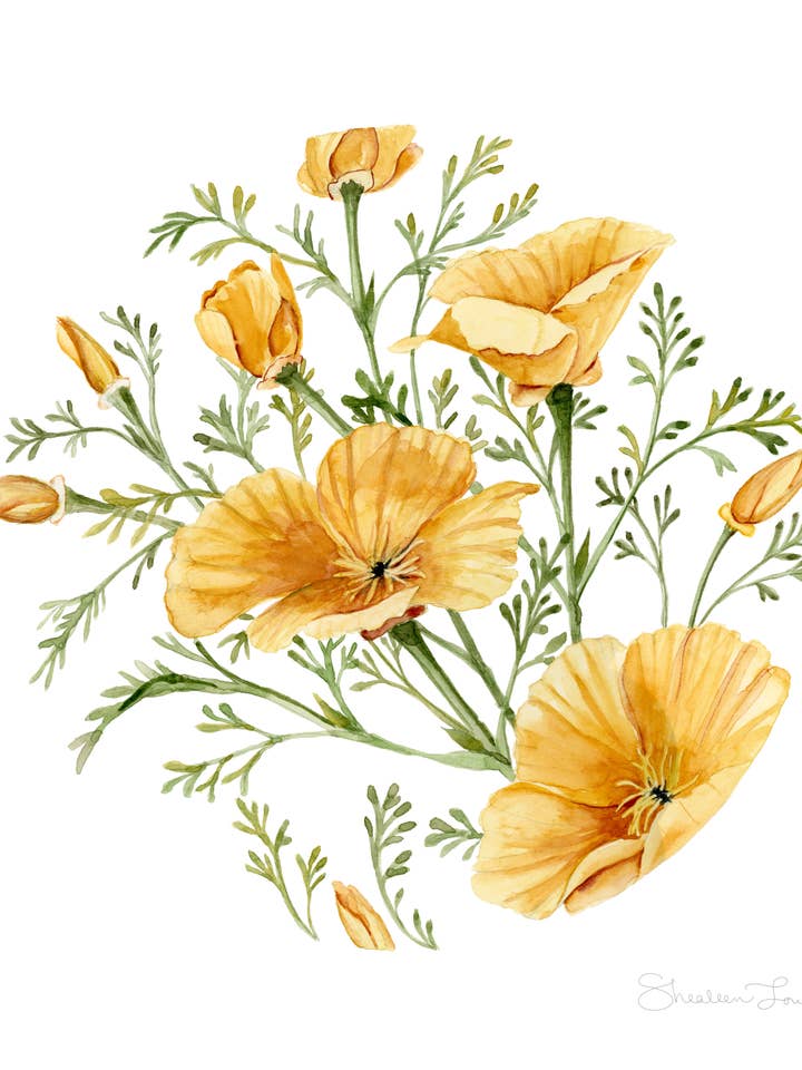 California Poppies Watercolor Painting — Print for wholesale by Shealeen Louise
