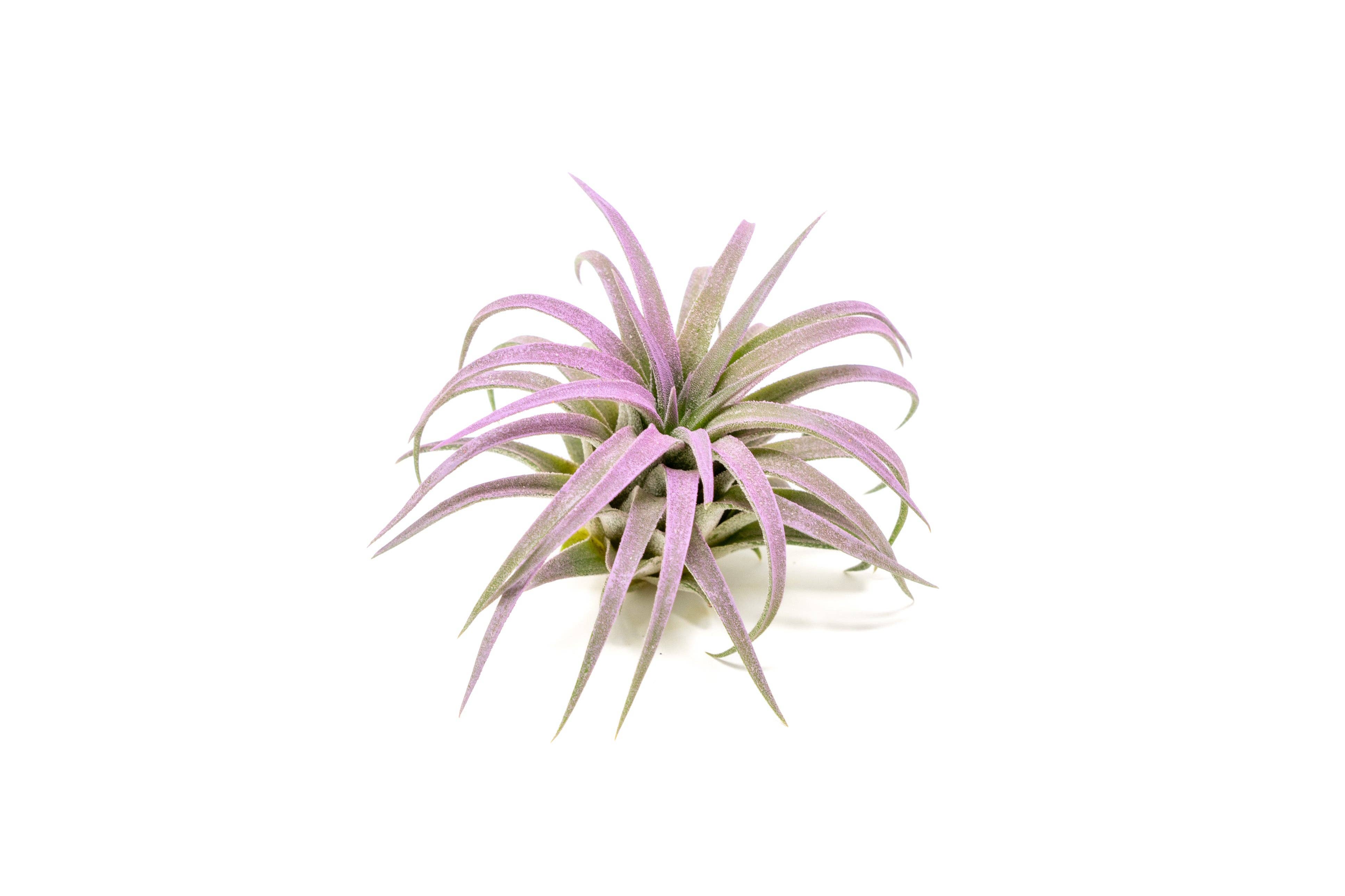 Air Plant Shop - Wholesale Live Plant - Color Enhanced Tillandsia Ionantha Rubra Air Plants0