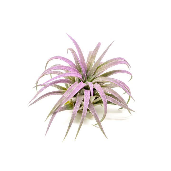 Air Plant Shop - Wholesale Live Plant - Color Enhanced Tillandsia Ionantha Rubra Air Plants
