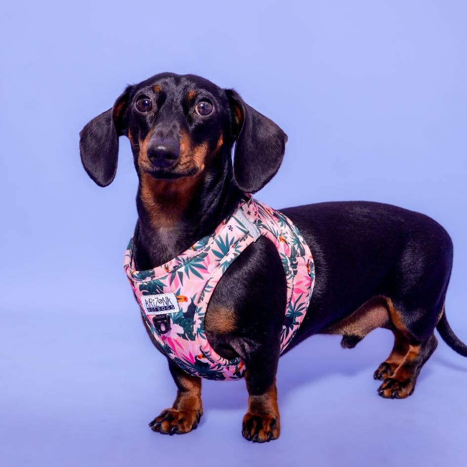 Arizona Hotdogs – Großhandel Haustiergeschirr – Hund – Hundevestgeschirr - Tropicool3