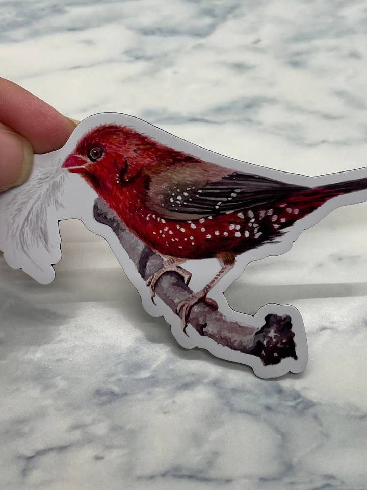 Strawberry Finch - Magnet for wholesale by Bird Art by KB