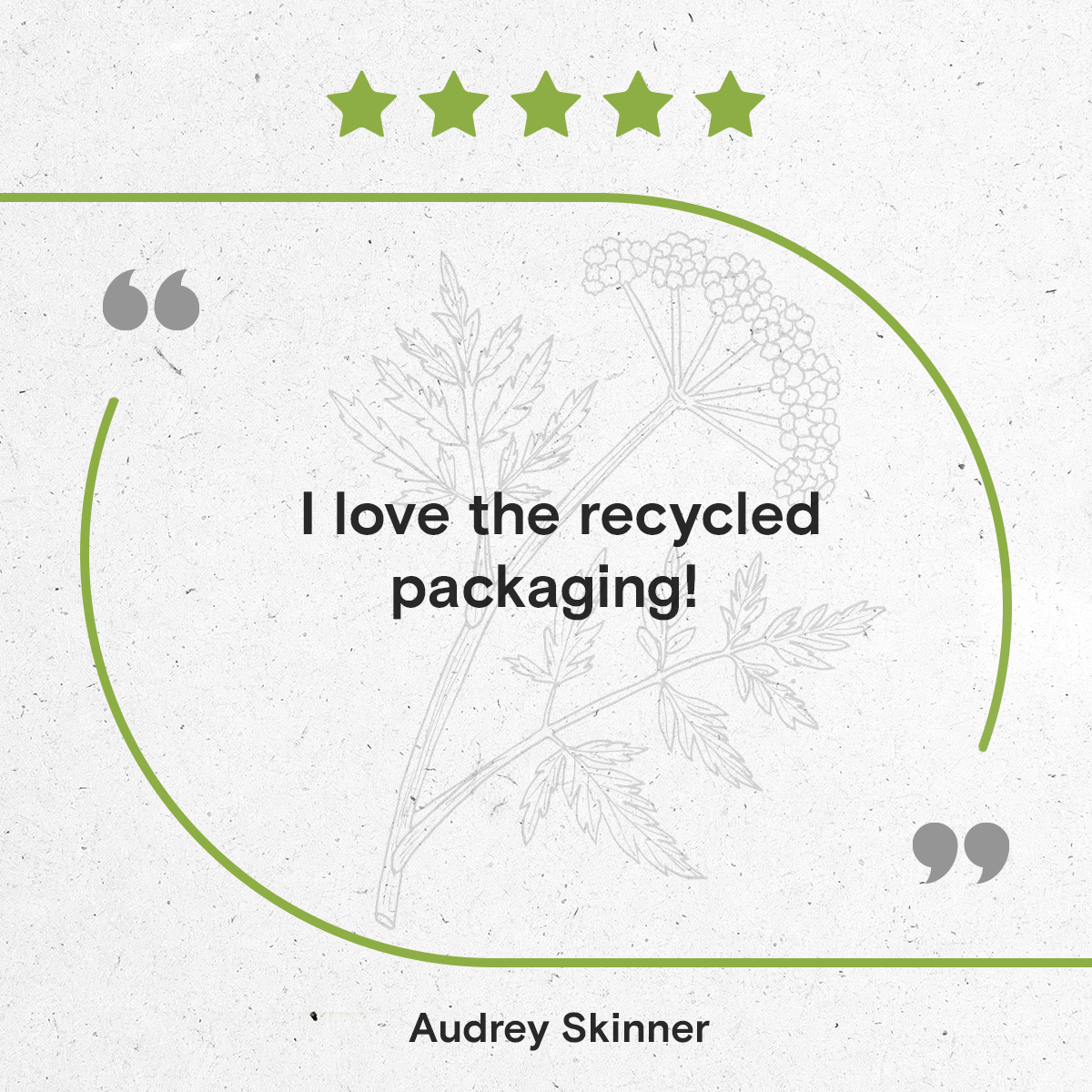 Secrets Of The Tribe - Wholesale Tincture - Osha Tincture10