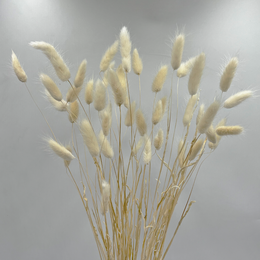 2626 Designs - Wholesale Dried/Pressed Flowers - Bunch Dried Bunny Tails Grass-20-24"  apx 1 oz18