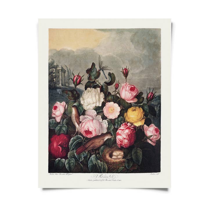 Vintage Botanical Garden Roses Print w/ optional frame for wholesale by Curious Prints