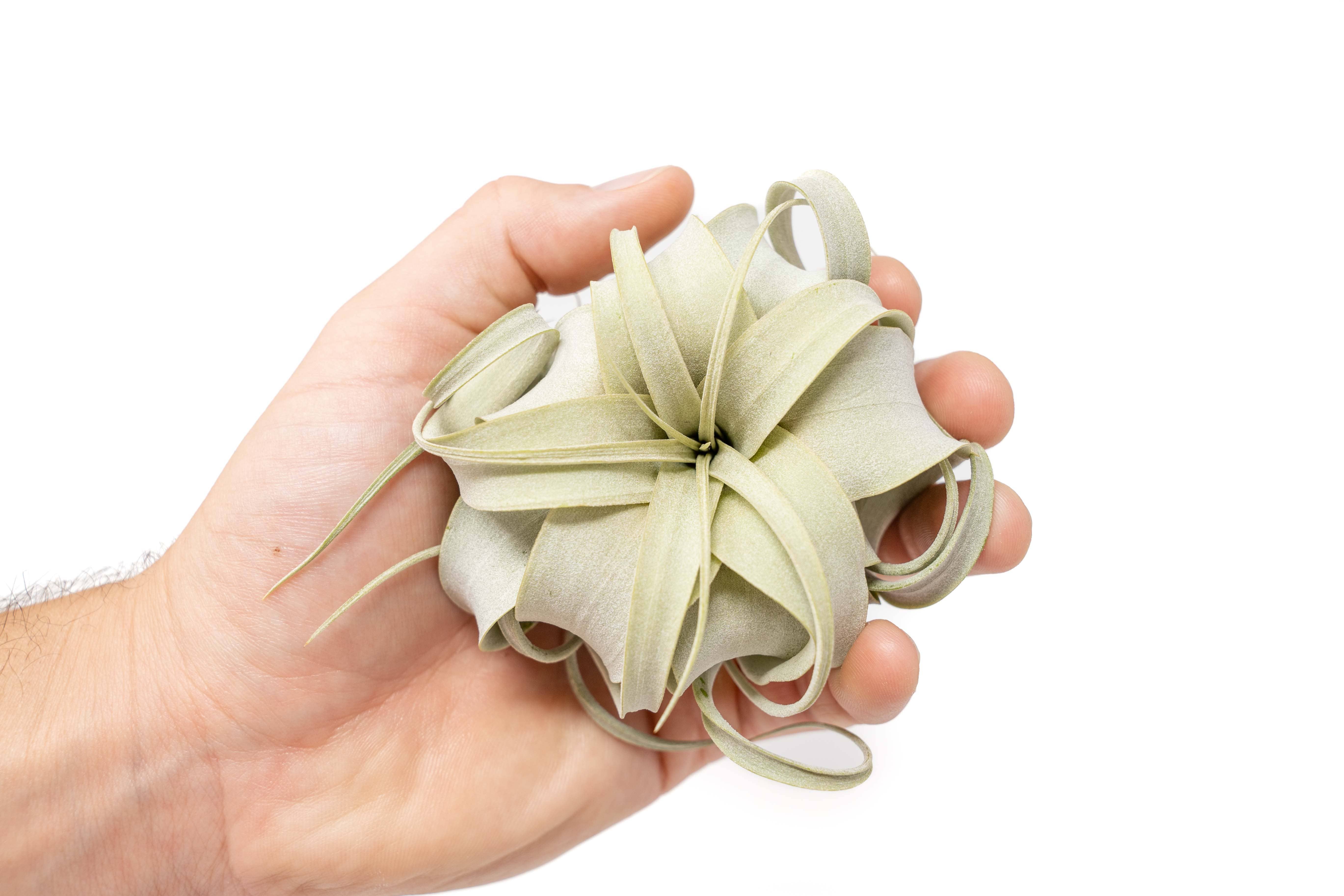 Air Plant Shop - Wholesale Live Plant - Seedling Tillandsia Xerographica Air Plants