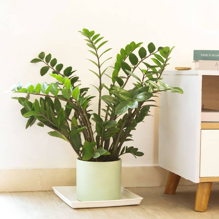 Best Plant Friend - Wholesale Live Plant - ZZ Plant - Zamioculcas Zamiifolia Houseplant - 4/6 inch Pot