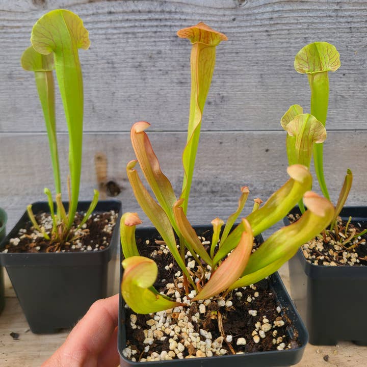 Sarracenia ‘Red Neck’ for wholesale by Buzz + Thrive Gardens