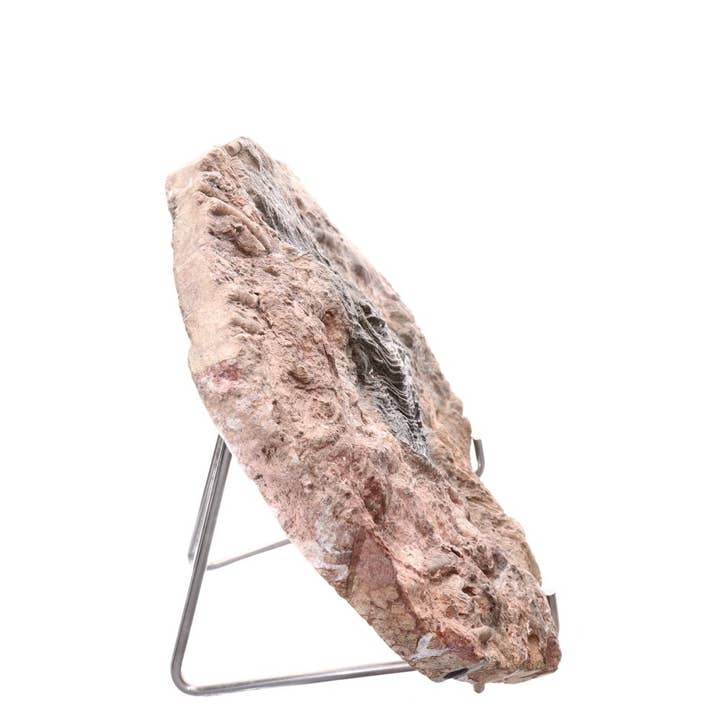 Vives de la Cortada S.L - Wholesale Spiritual Stone/Crystal - Fossil part (A)1