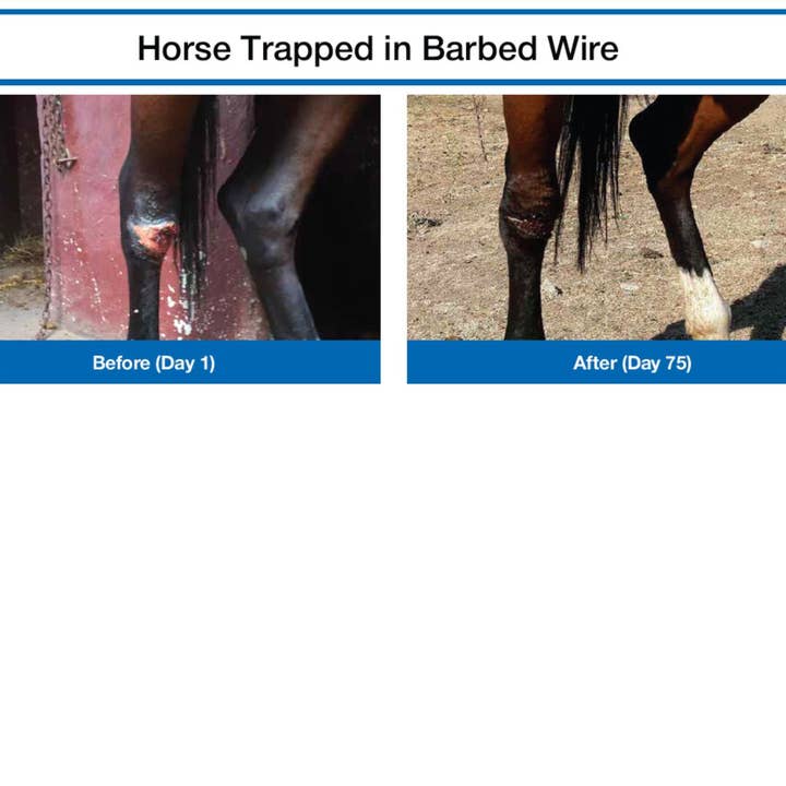 BC Animal Solutions Inc – Spray – Excluindo cães/gatos por atacado – Solução para Cuidado de Pele e Feridas Microcyn® Farm e Ranch, 473ml4