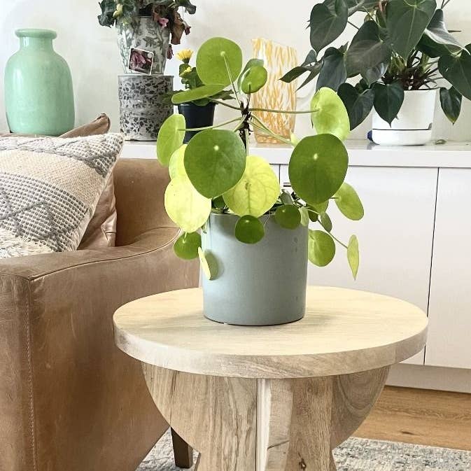 Status Collections - Wholesale Side table - Knock Down Light Oak Finish Side Table 40x40x51 (H)cm0