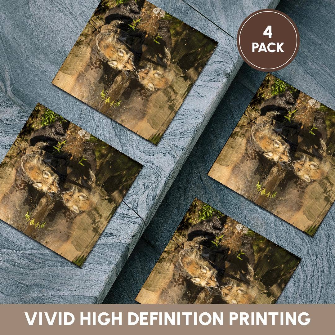 3dRose - Wholesale Coasters - 3dRose, Pine County. Captive red fox drinking. , Coaster5