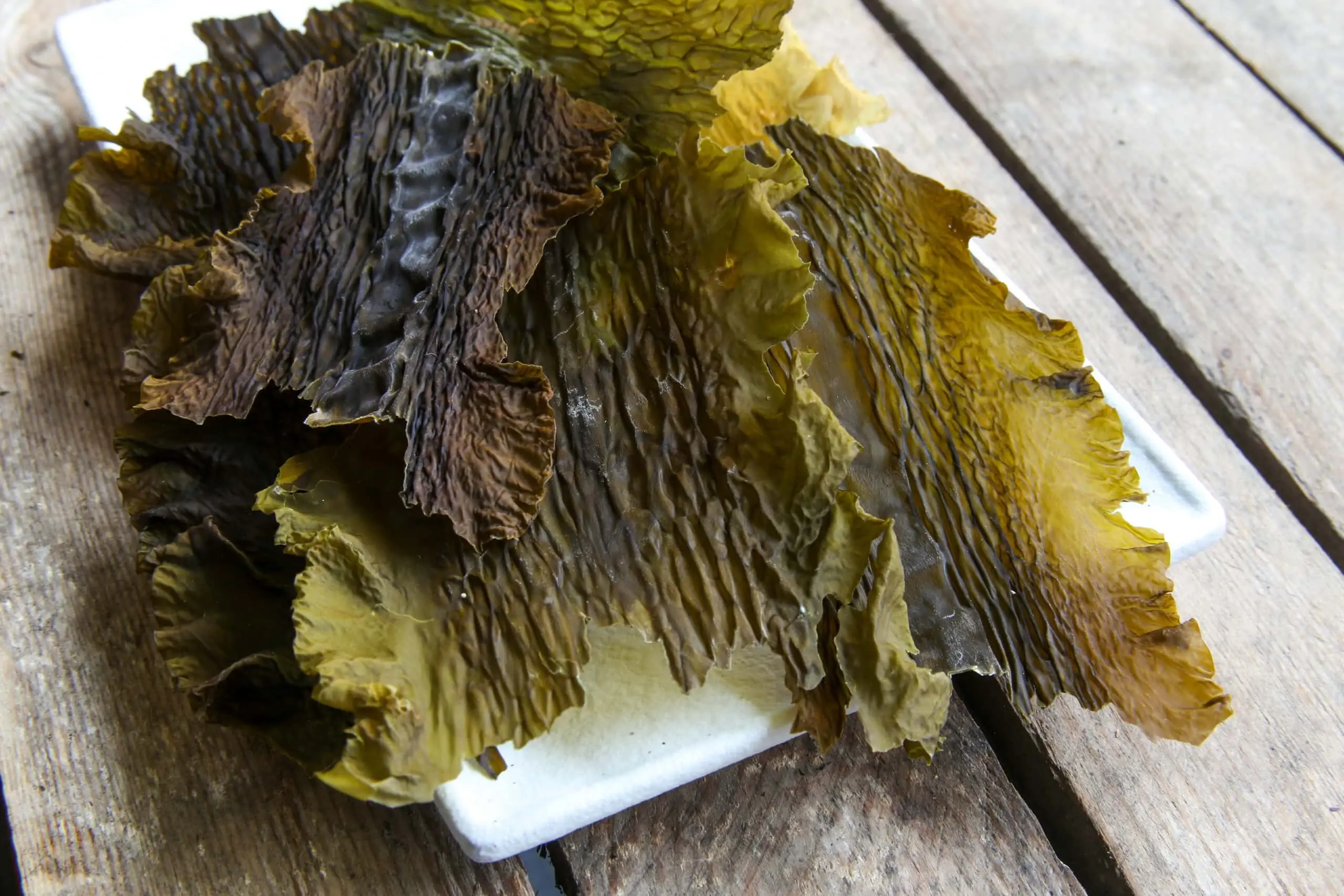 Lofoten Seaweed – wholesale Dried/dehydrated vegetables – Sugar Kelp (Sweet Kombu) 25g1