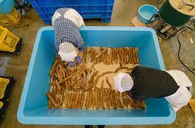 Japan Artisans - Wholesale Pickled Vegetables - Kinnokura-Smoked Radish 300g Smoky Vegan Iburigakko11