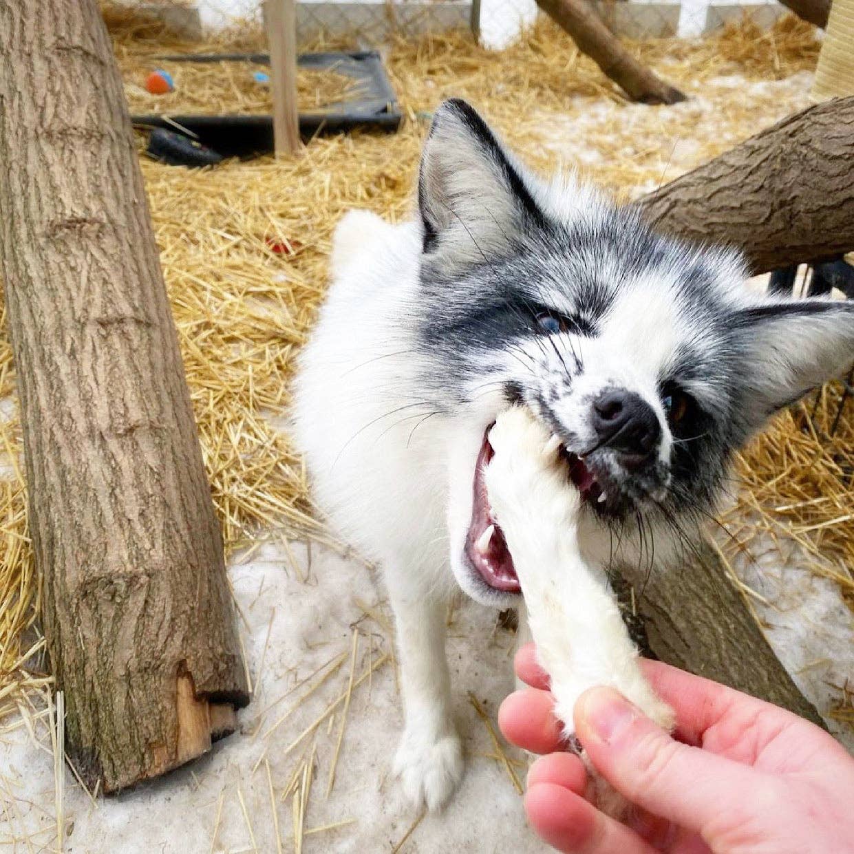 Naked Beasts, Inc. - Wholesale Pet Treats - Dog - Rabbit Feet6