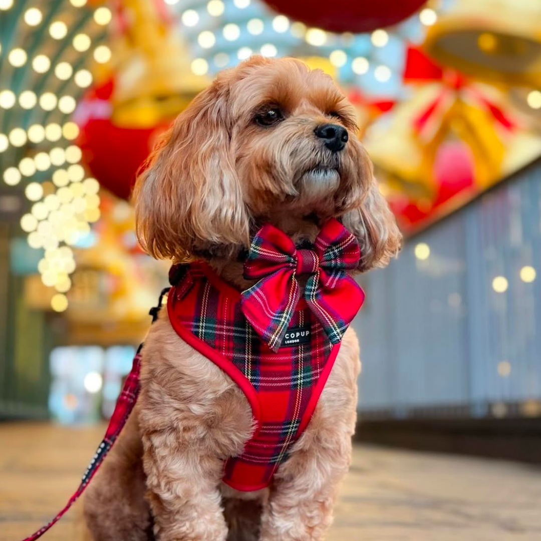 Cocopup London - Wholesale Tuig voor huisdieren - Hond - Tartan Verstelbaar NekHARNAS34