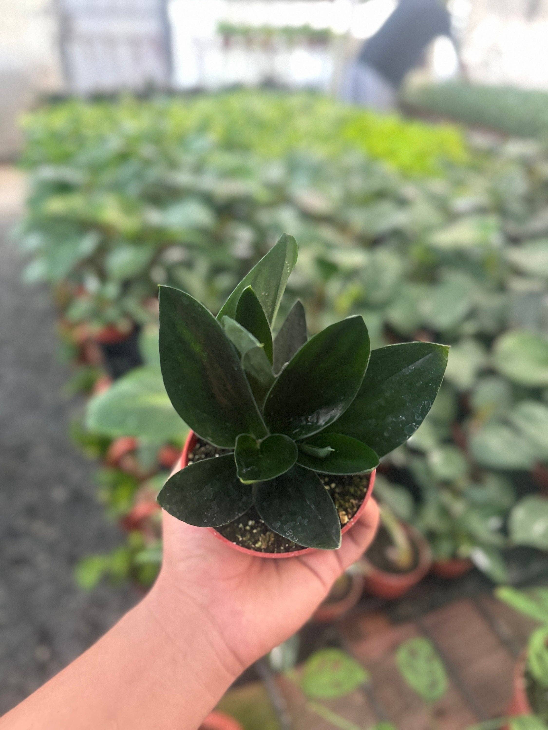 MyPlants LLC - Wholesale Live Plant - Scindapsus Treubii Dark Form - 4" from MyPlants2