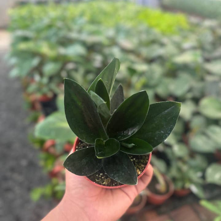 MyPlants LLC - Wholesale Live Plant - Scindapsus Treubii Dark Form - 4" from MyPlants2