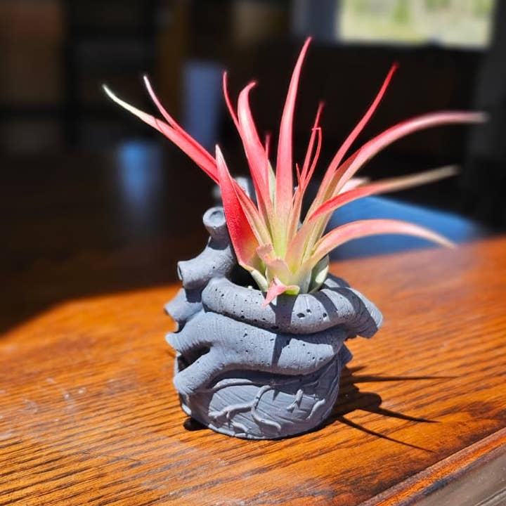Heart Ventricle Concrete Air Plant Holder / Planter for wholesale by House Americana