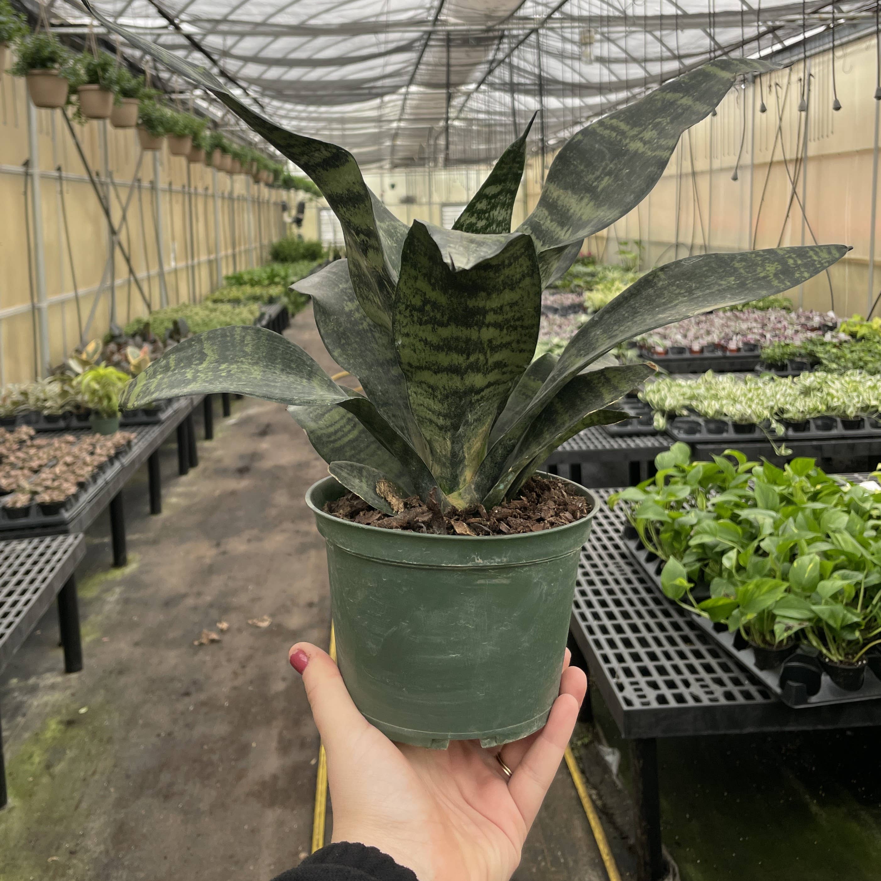 Thorsen's Greenhouse - Vente Plante - Snake 'Zeylancia', plante serpent - Plante vivante2