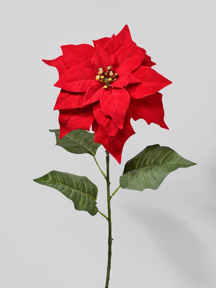 Red Poinsettia Stem for wholesale by Jamali Garden