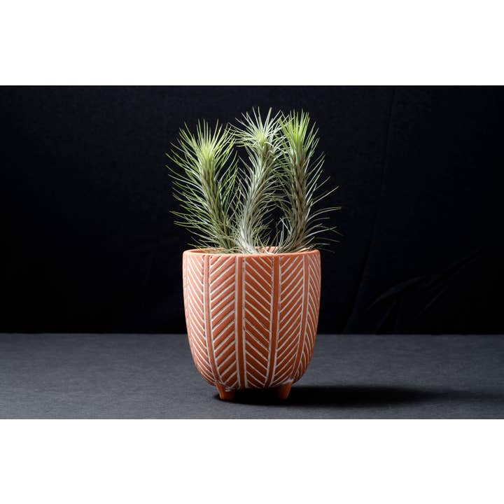 The Artizan Way - Wholesale Live Plant - Tillandsia Funckiana No. 3 | Live Air Plants4