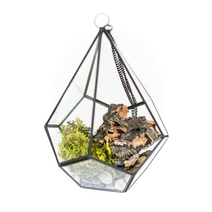 Air Plant Shop - Wholesale Terrarium - DIY Glass Diamond Terrarium with Kit and Two Air Plants