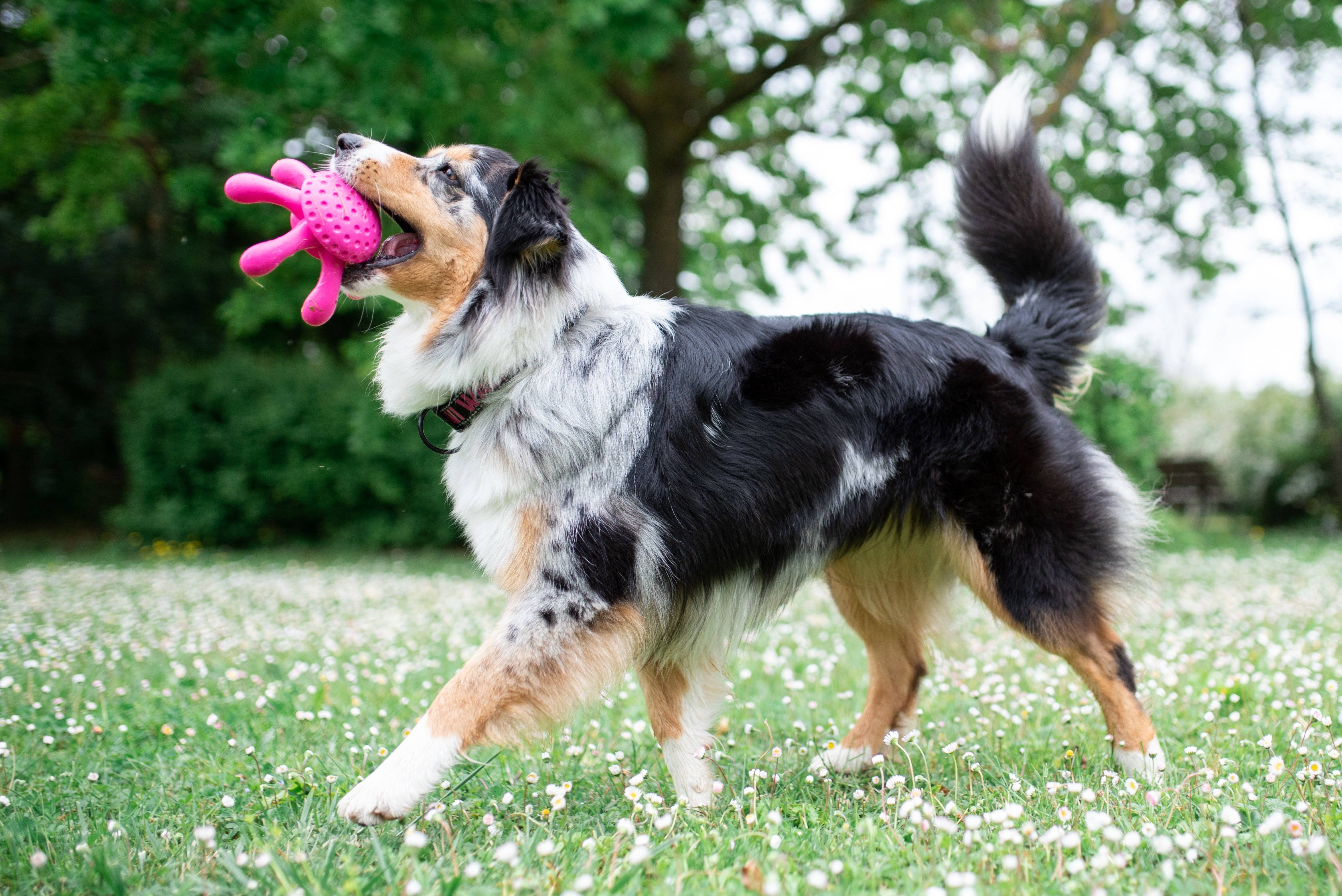 IGSM LTD – wholesale Pet toy – Dog – KIWI Walker Octopus Dog Toy - MINI5