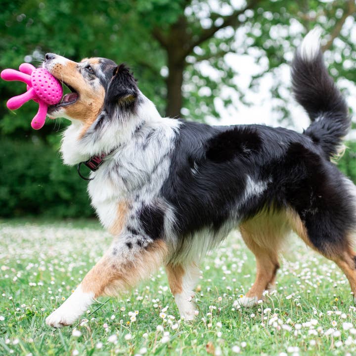 IGSM LTD - Wholesale Pet Toy - Dog - KIWI Walker Octopus Dog Toy - MINI1