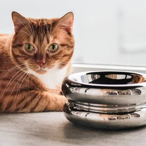Catenary Home – wholesale Husdjursskål - Katt och hund – Chrome Upphöjd Halo Husdjursskål1