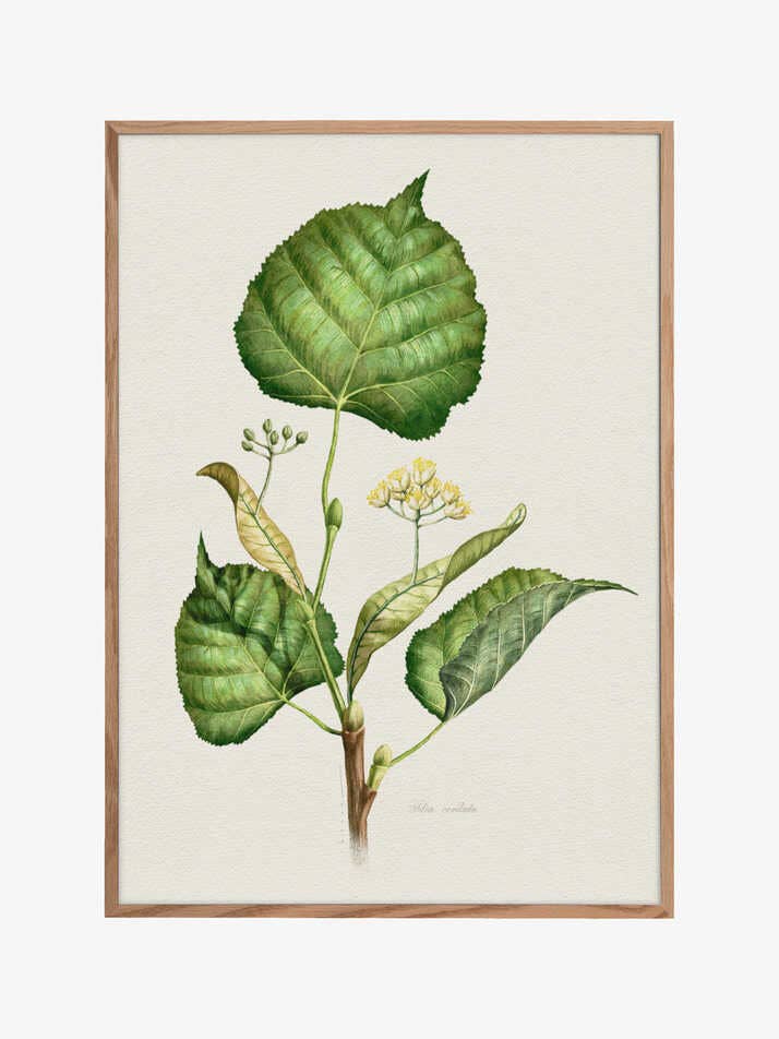 Kleine Linde voor wholesale door Pictufy Wholesale