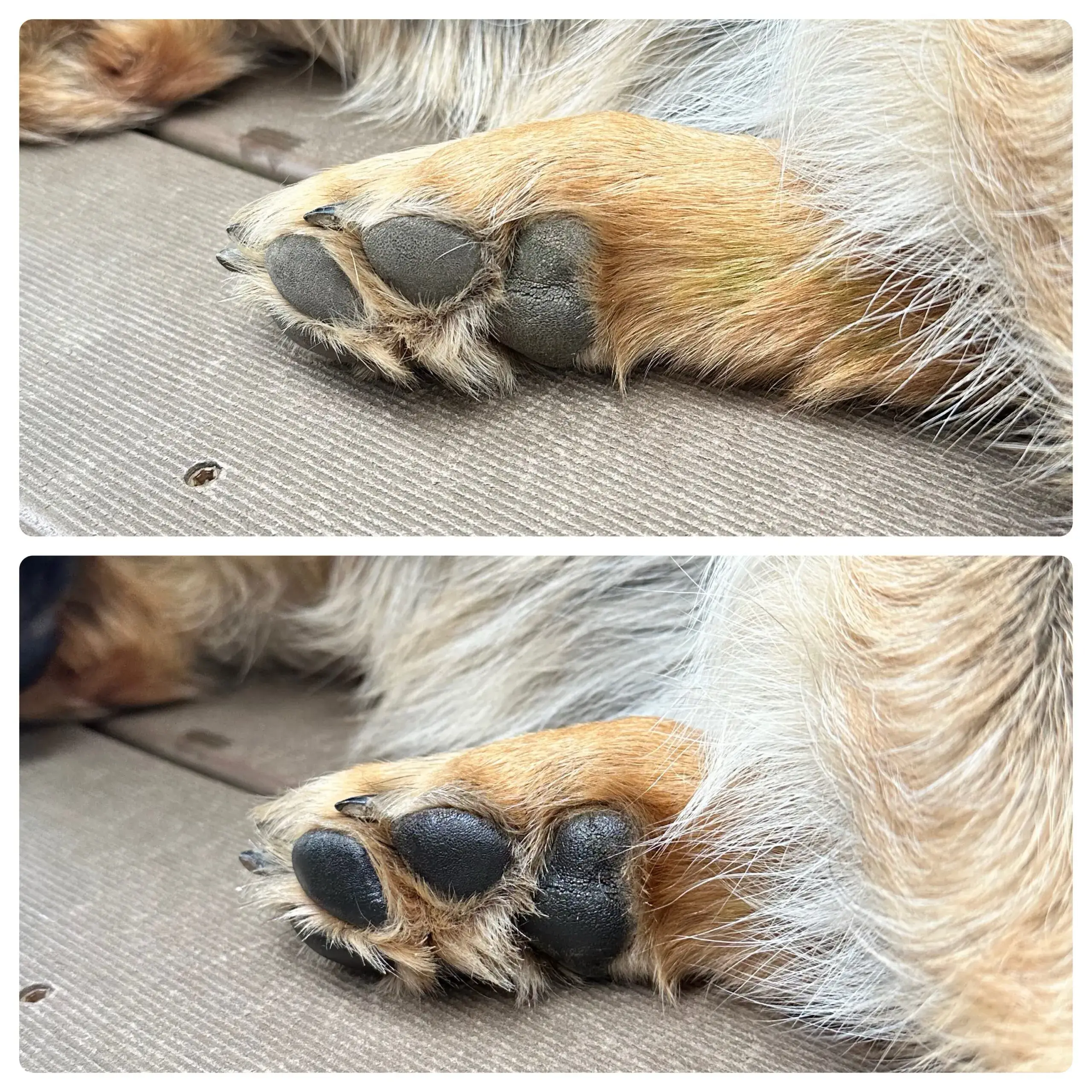 Skinbiome - Vente Protection pour pattes - Baume à base de plantes pour coussinets de chien2