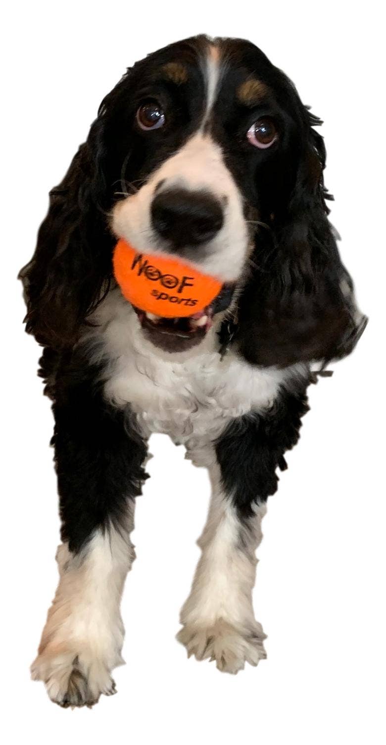 Woof Sports - Venta al por mayor Pelota - Perros - Pelotas de tenis para perros (12 pelotas por bolsa)4