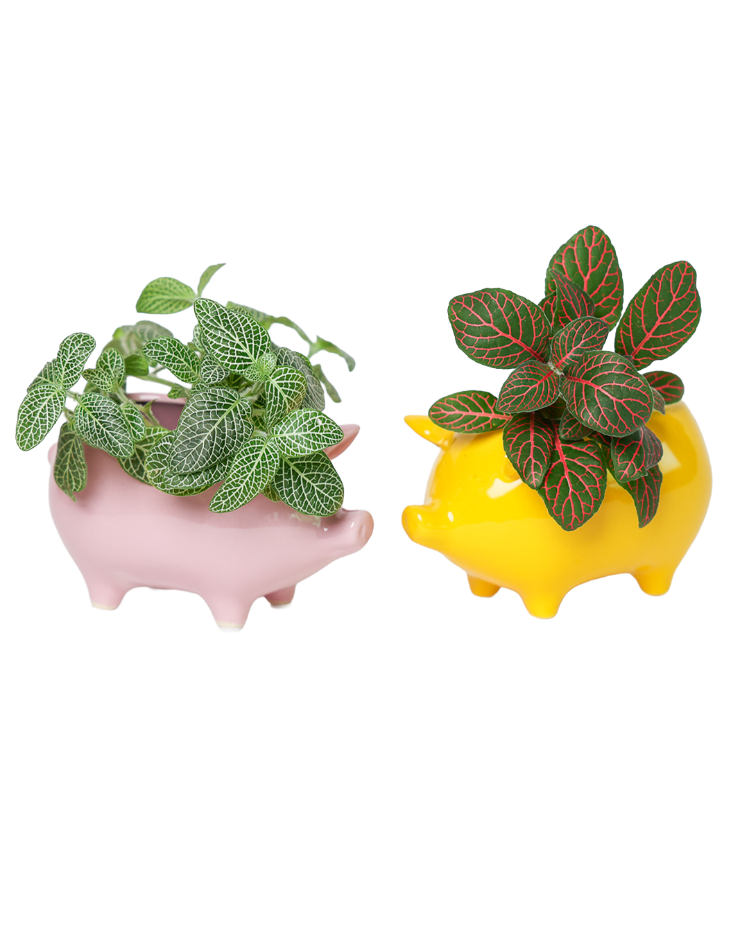 Chive - Wholesale Plant Pot - Animal Planter For Succulents Unique Plant Accessories1