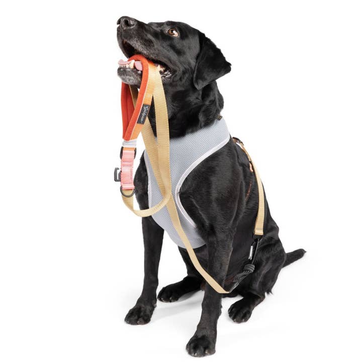Gold Paw Series - Wholesale Pet Harness - Dog - Featherweight Air Harness