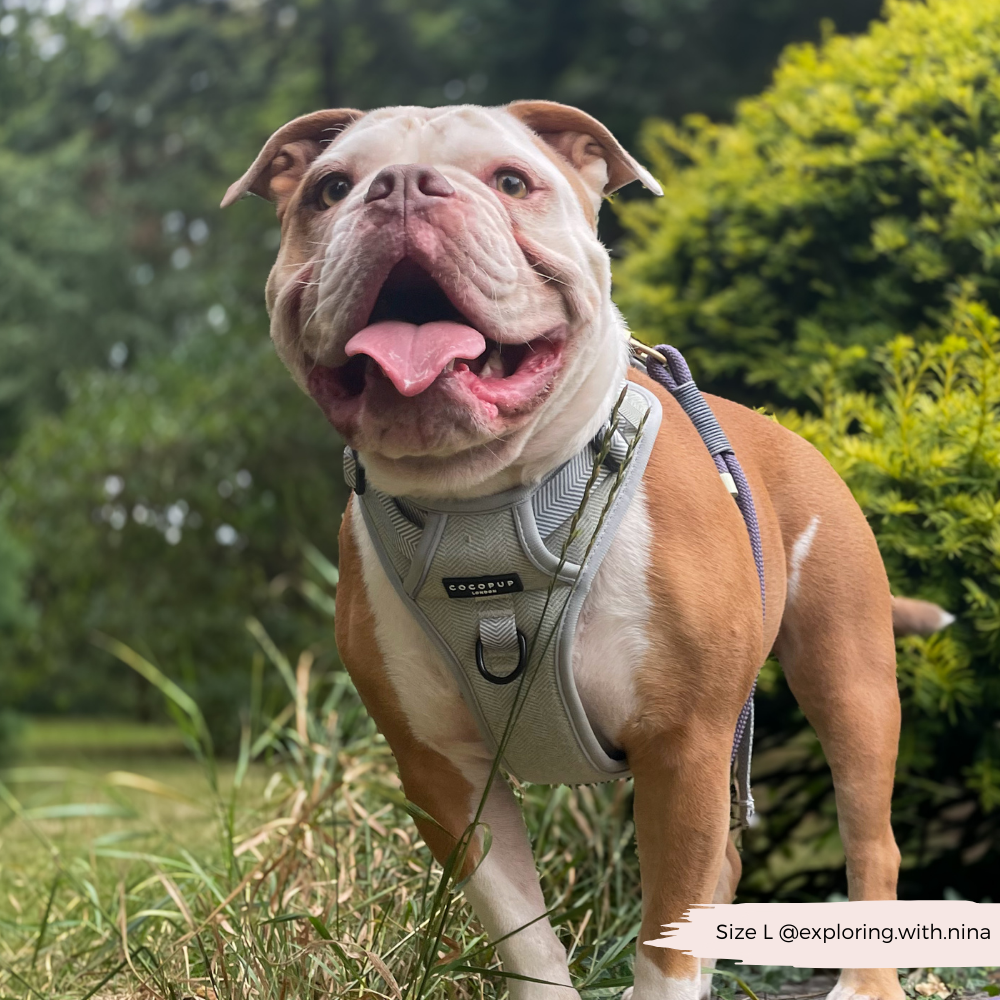 Cocopup London - Wholesale Tuig voor huisdieren - Hond - Verken Harness - Salie Tweed32